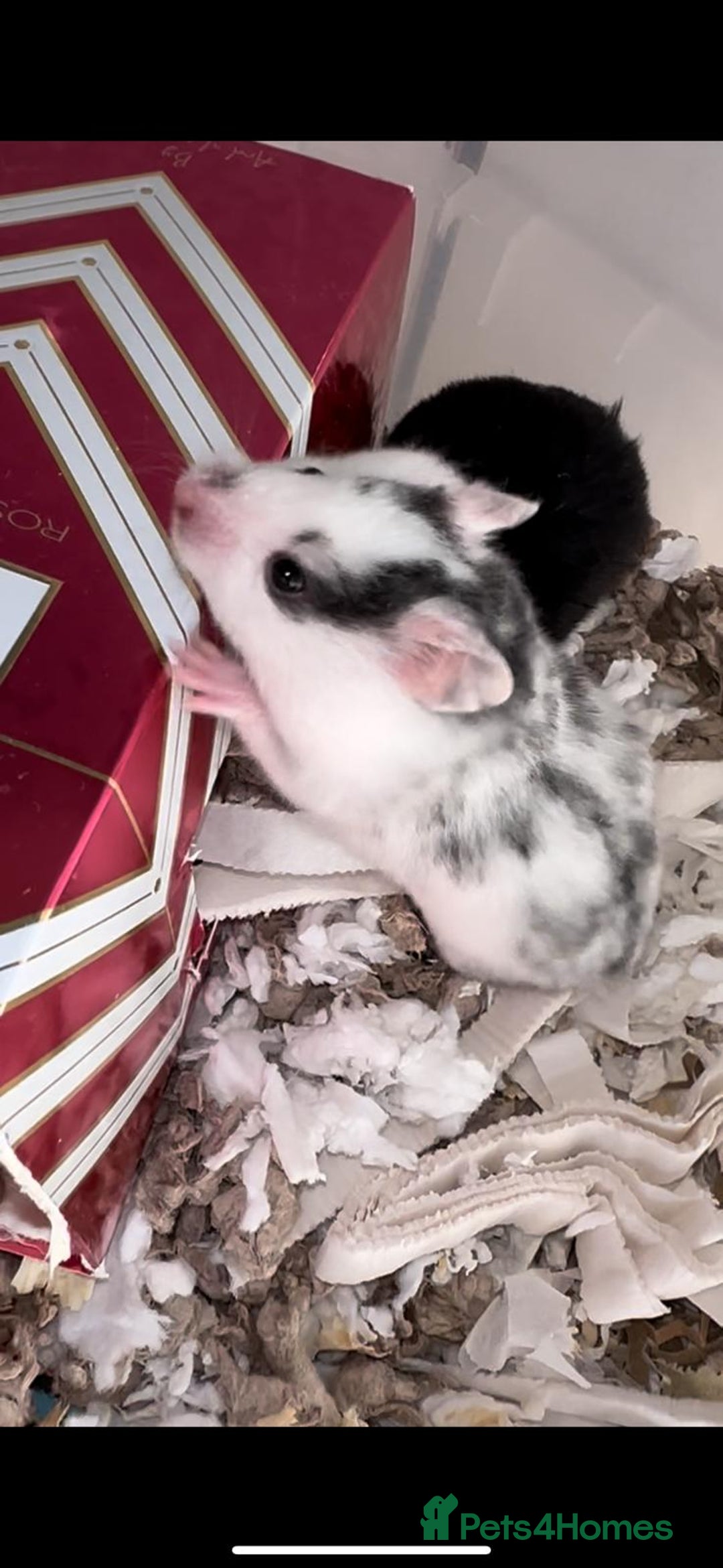 Hamster rodents for sale: Baby hamster  - Advert 13