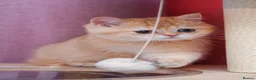 Scottish Fold cats for sale: Scottish fold and straight girls - Advert 24