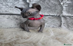 Sphynx cats for sale: 💙LITTLE BOY🩵Sphynx Kitten🩵TESTED 🐈  - Image 25