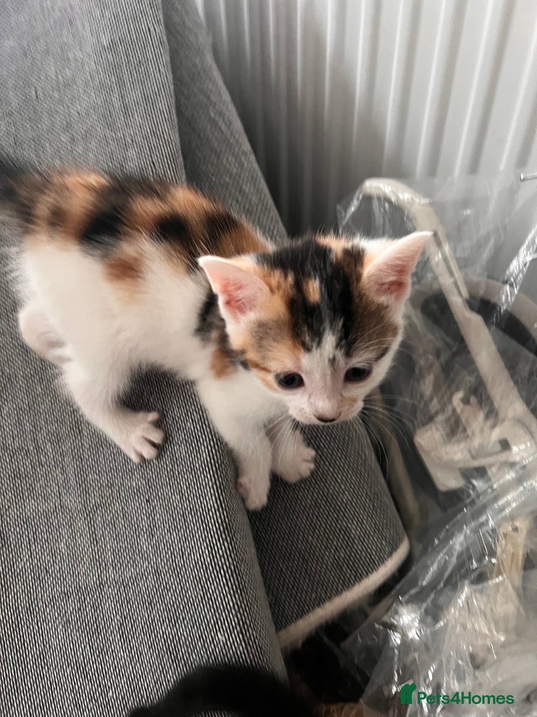 Mixed Breed cats for sale: Taby kitten available now or on  **   - Advert 3