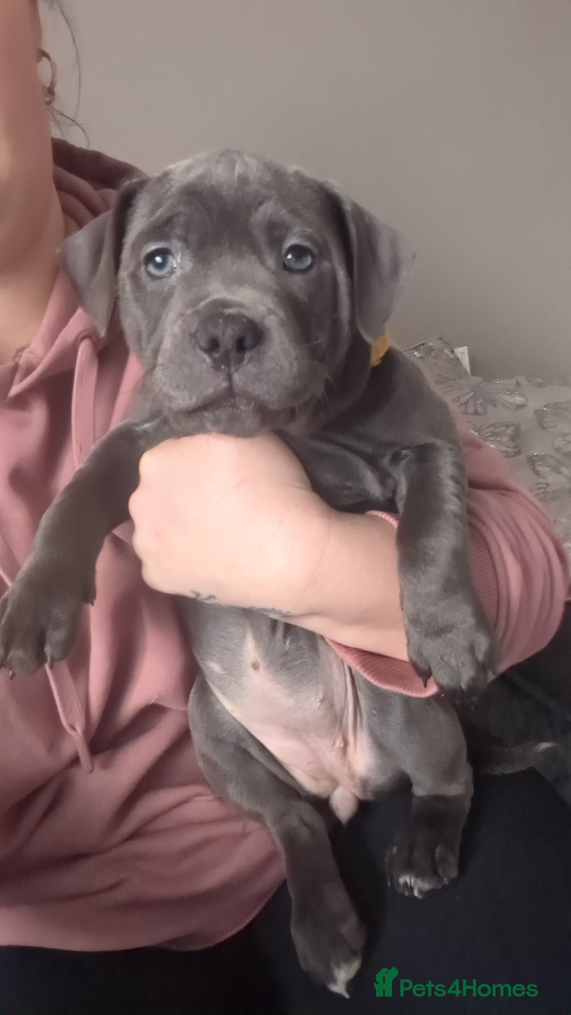 Staffordshire Bull Terrier dogs KC Staffordshire bull terrier  girl  - Advert 7