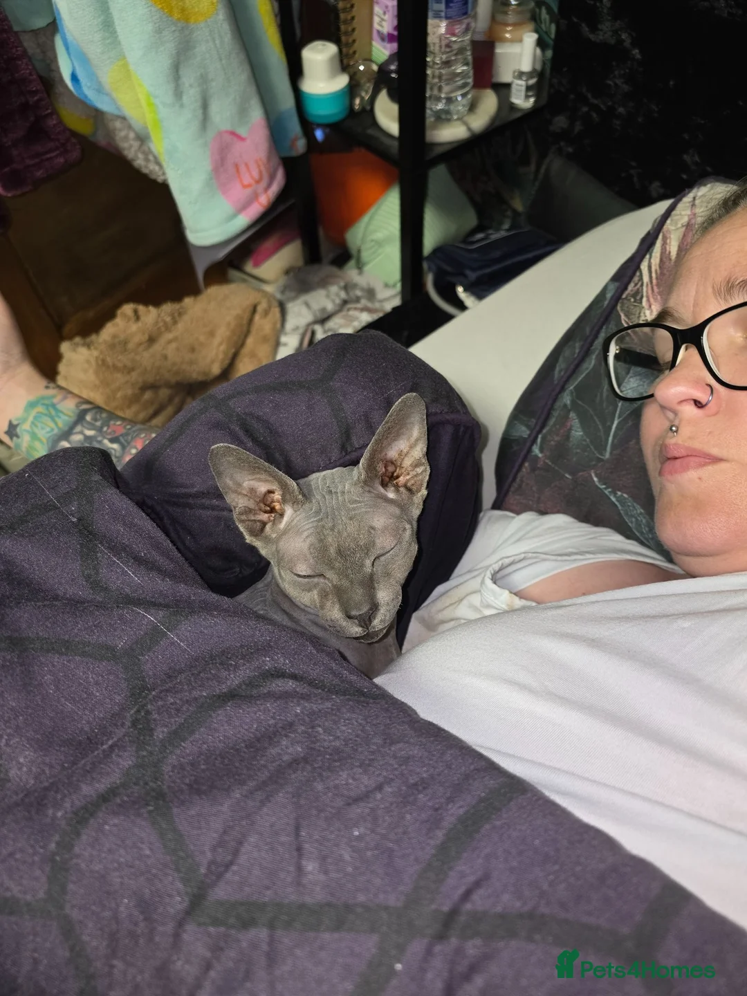 Sphynx cats for sale: 2 yr old blue point sphynx - Advert 2