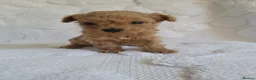 Morkie dogs for sale: Morkie puppies 5 🌟 licence breeder  - Advert 2