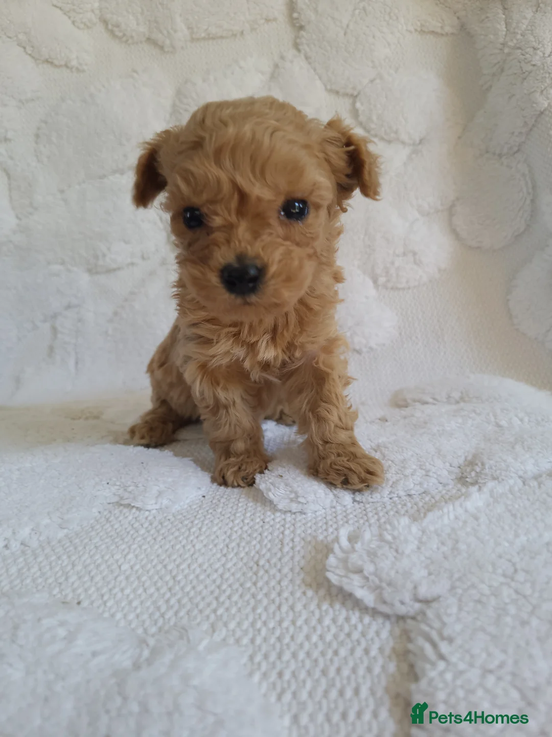 Morkie dogs for sale: Morkie puppies 5 🌟 licence breeder  - Advert 2