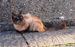Ragdoll cats for sale: Domestic short hair x ragdoll  - Image 1