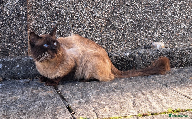 Ragdoll cats - Advert 5
