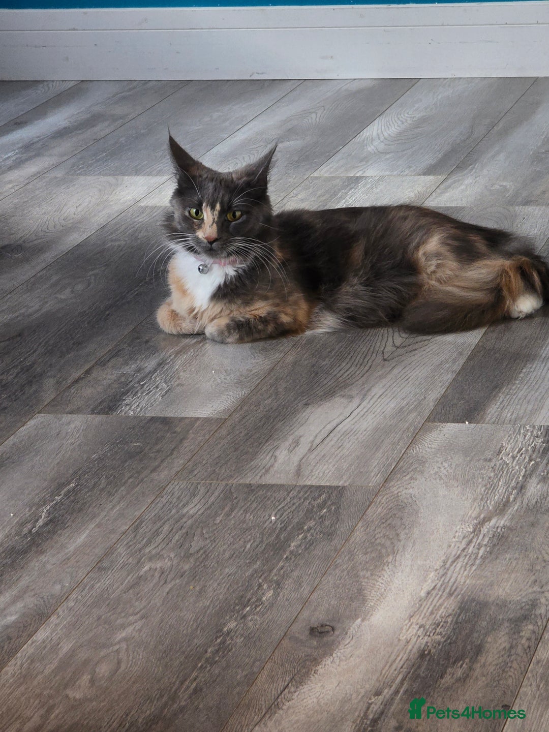 Maine Coon cats for sale: 4 adorable Main Coon kittens now available  - Advert 1