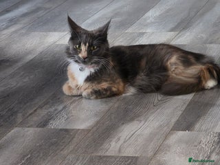 Maine Coon cats 4 adorable Main Coon kittens now available - Advert 18