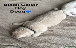 Poochon dogs for sale: Beautiful Poochon Puppies – Ready for Viewing - Image 4
