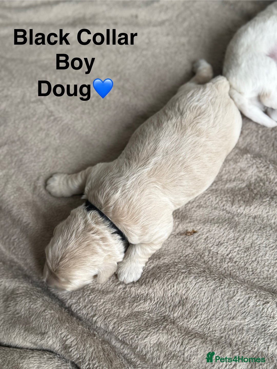 Poochon dogs for sale: Beautiful Poochon Puppies – Ready for Viewing - Image 4