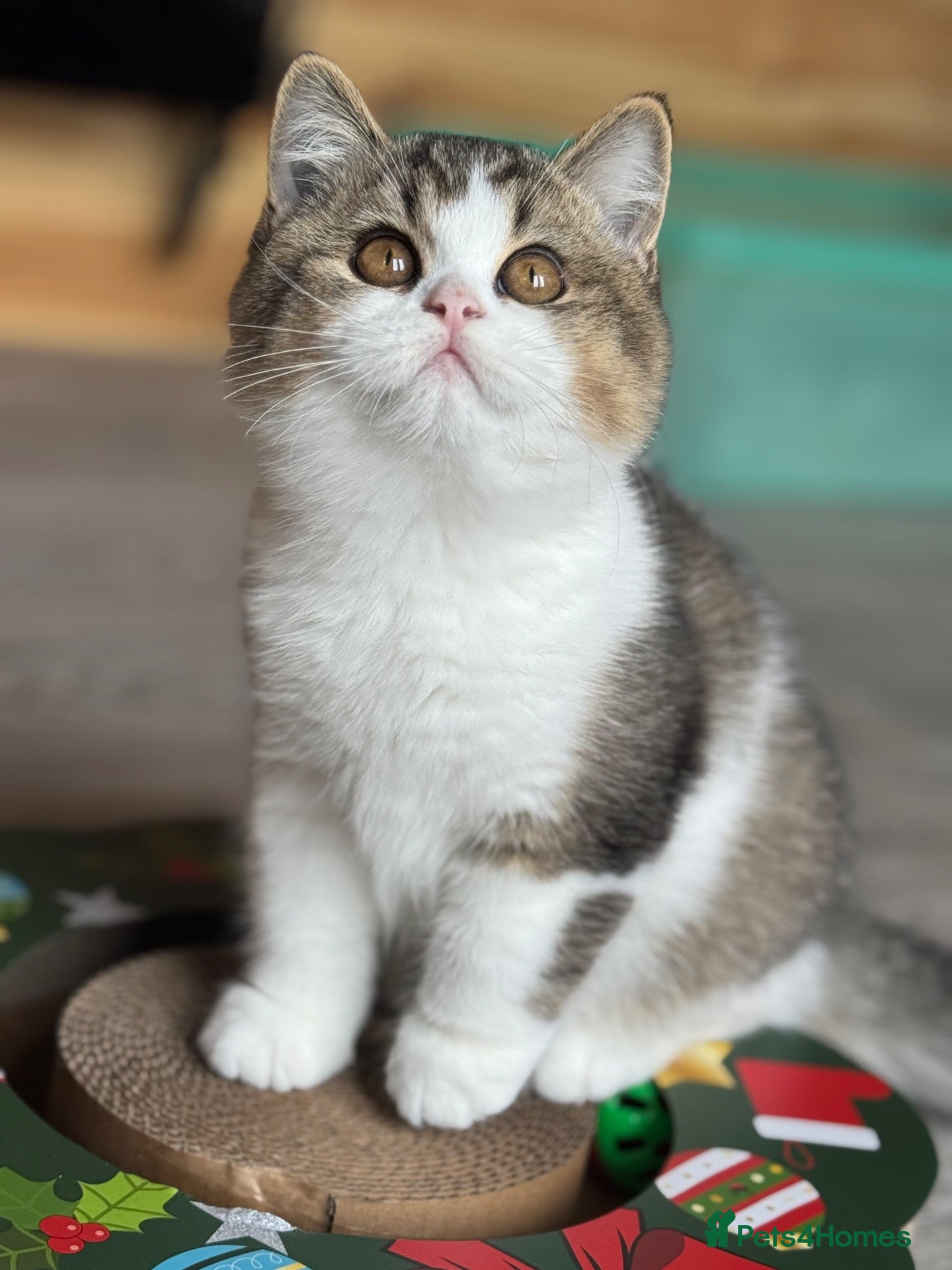 British Shorthair cats Last Tica reg Tabby kitten ( reduced ) ready now ! - Advert 1