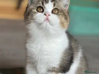 British Shorthair cats Last Tica reg Tabby kitten ( reduced ) ready now ! - Advert 3