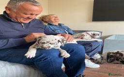 Dalmatian dogs for sale: Top quality show type Dalmatian pups 🐶  - Image 23