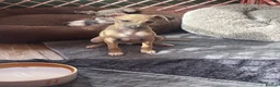 Italian Greyhound dogs for sale: Gorgeous KC Italian Greyhounds - Advert 11