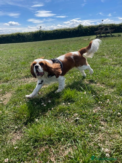 Cavalier King Charles Spaniel dogs Cavalier needing forever home - Advert 8