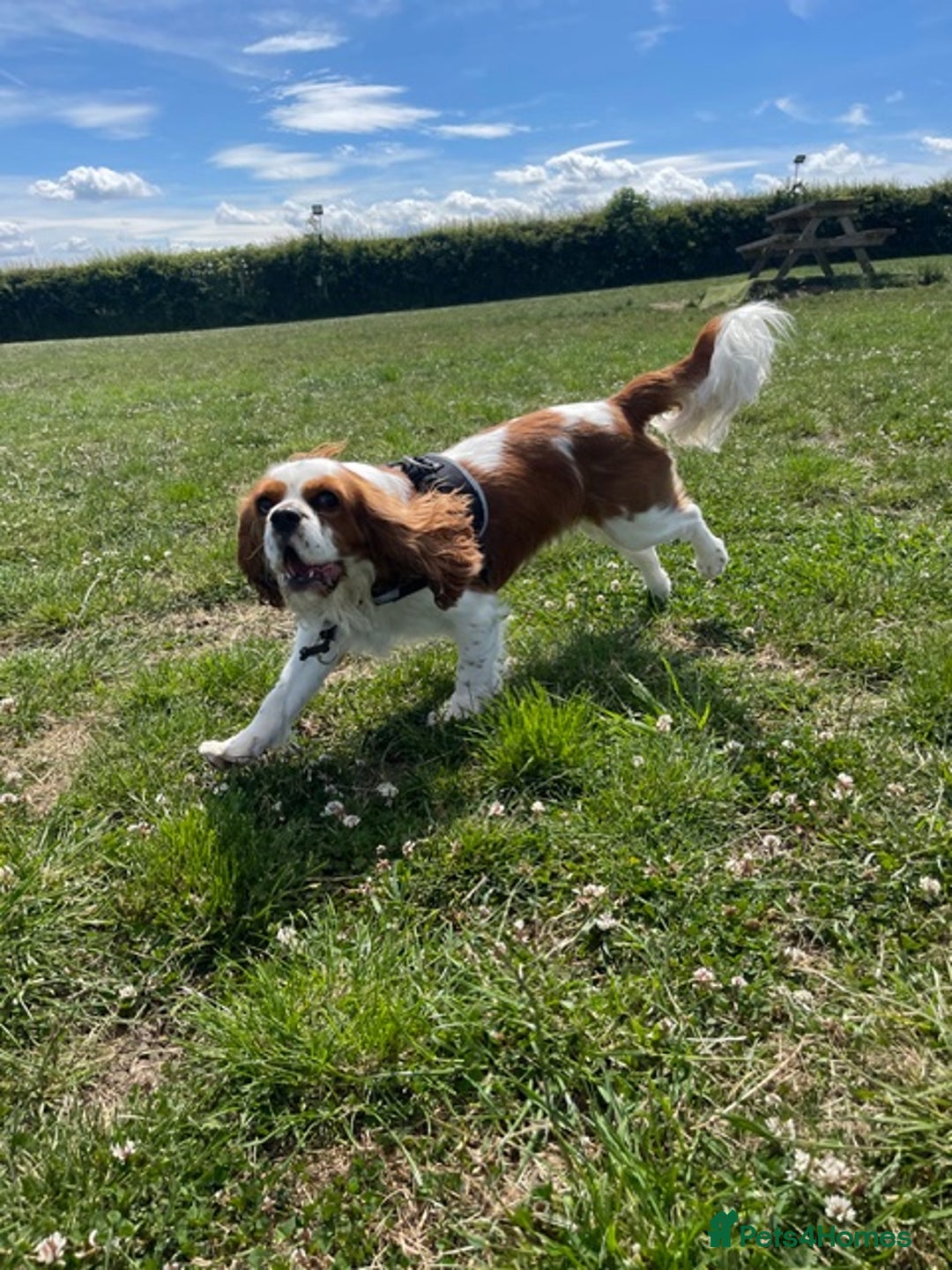 Cavalier King Charles Spaniel dogs for sale: Cavalier needing forever home - Advert 1