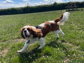 Cavalier King Charles Spaniel dogs Cavalier needing forever home - Advert 8