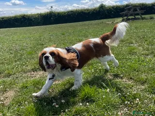 Cavalier King Charles Spaniel dogs Cavalier needing forever home - Advert 6