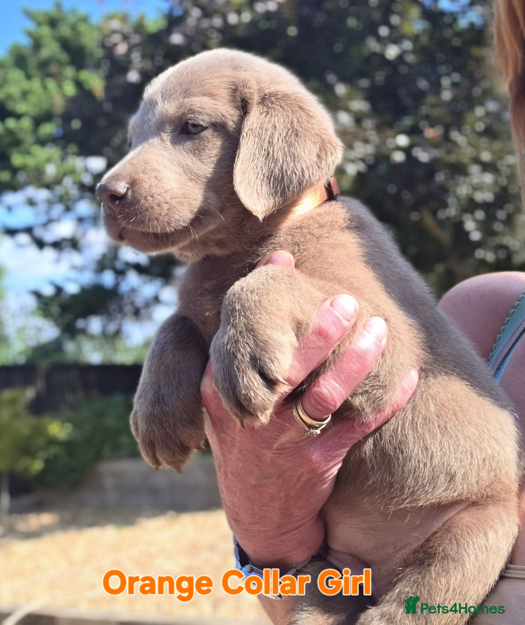 Labrador Retriever dogs Beautiful KC Silver Labradors  - Advert 2