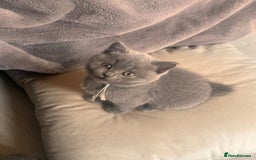 British Shorthair cats for sale: 🌟 Blue British Shorthair kittens🌟 - Image 1