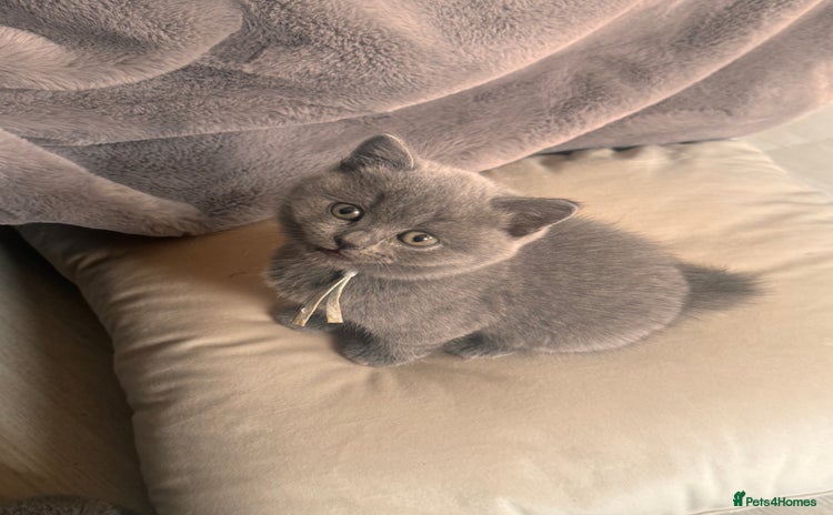 British Shorthair cats - Advert 2