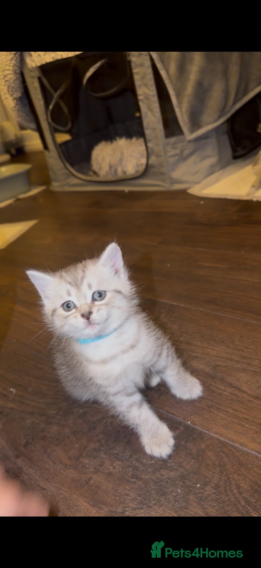 Mixed Breed cats Beautiful BSH × Siberian Kittens🤍 - Advert 4