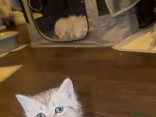 Mixed Breed cats Beautiful BSH × Siberian Kittens🤍 - Advert 4