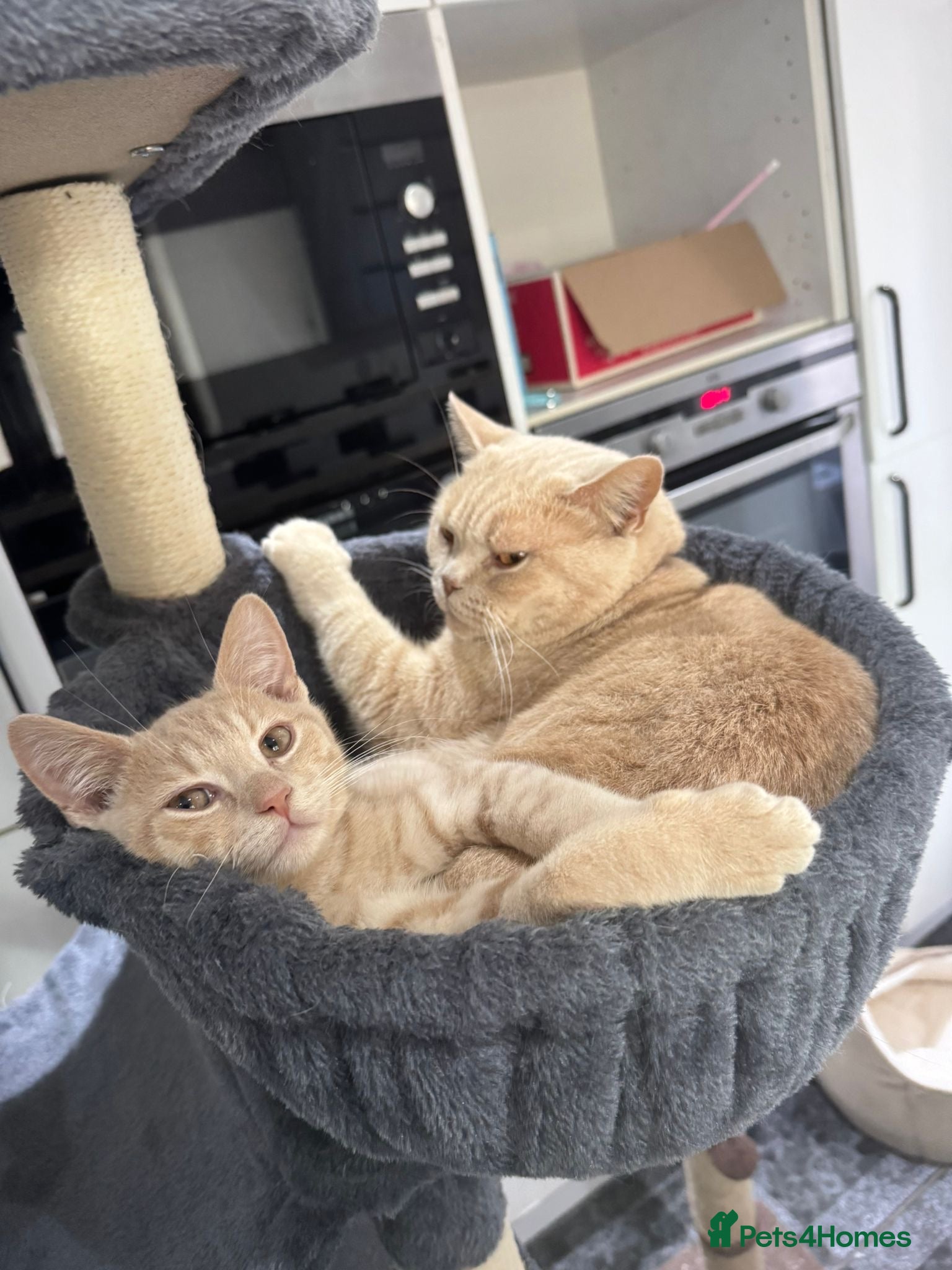 British Shorthair cats Mother and son for sale  - Advert 11