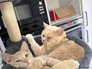 British Shorthair cats Mother and son for sale - Advert 1