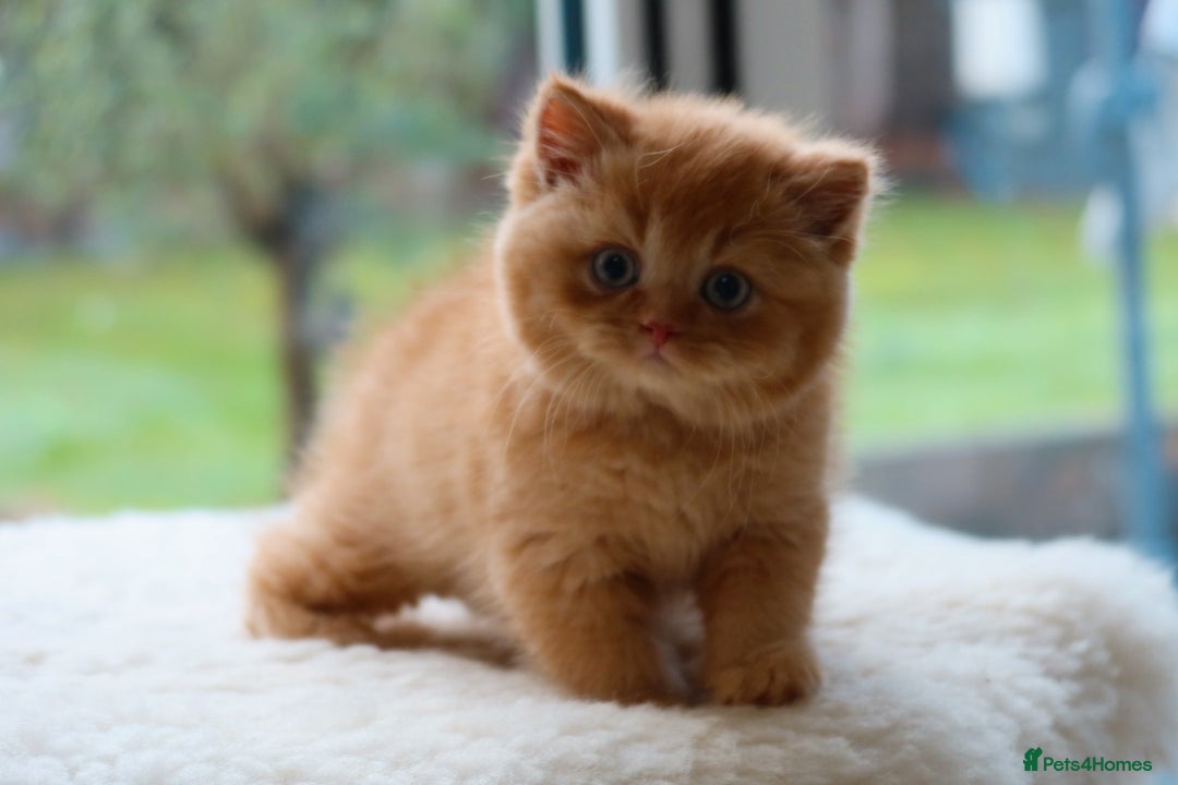 British Shorthair cats for sale: British Shorthair Kittens - Reg & Licensed  - Advert 2