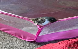 Mixed Breed cats for sale: Beautiful kittens ready for new home  - Image 20