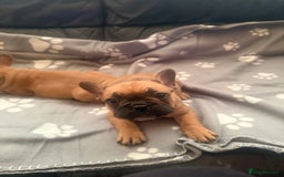 French Bulldog dogs for sale: Beautiful French Bulldog puppies for sale  - Image 10