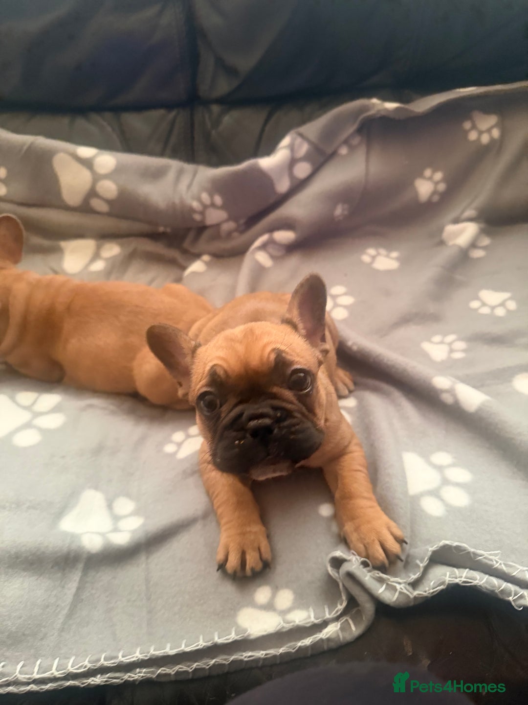 French Bulldog dogs for sale: Beautiful French Bulldog puppies for sale  - Image 10