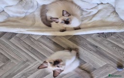 Ragdoll cats for sale: Quality ragdoll kittens 🐾 Sepias & traditional  - Image 10
