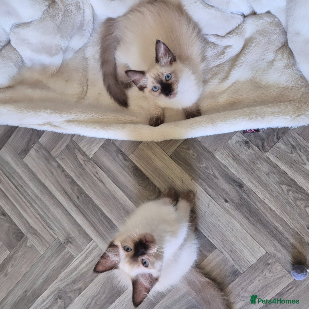 Ragdoll cats for sale: Quality ragdoll kittens 🐾 Sepias & traditional  - Image 10