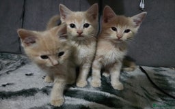 Mixed Breed cats for sale: Mixed breed kittens ready now.  - Image 15