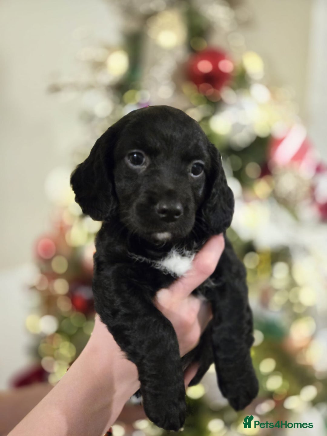 Mixed Breed dogs for sale: Cockerjack puppies READY NOW - Advert 6