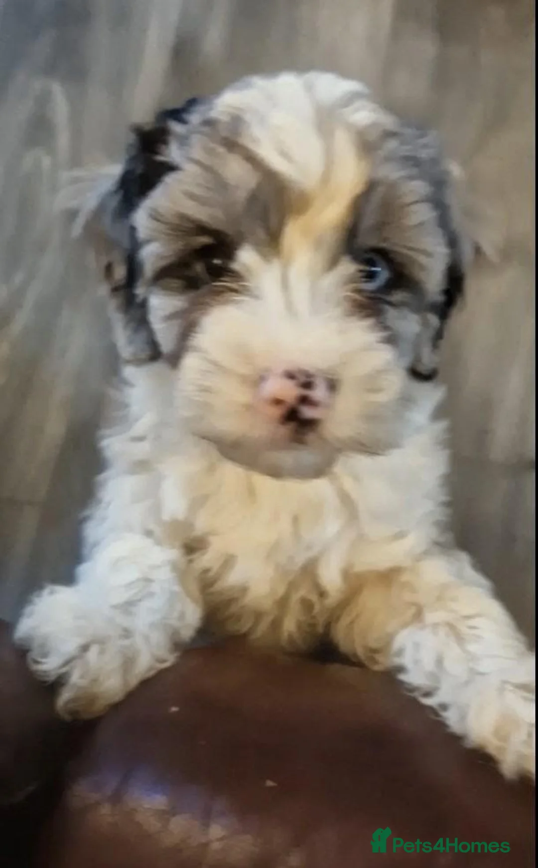 Mixed Breed dogs for sale: 9 week Cockerpoo x Cavapoo puppies Ready to go. - Advert 25
