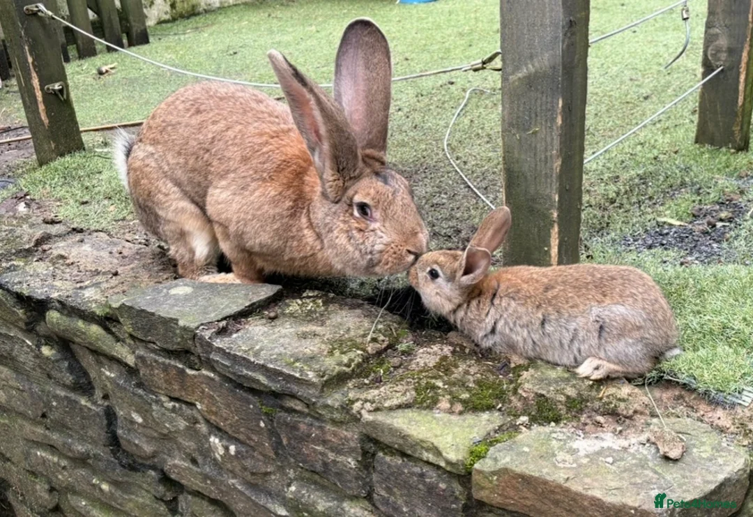 Mixed Breed rabbits for sale: Continental giant x  - Advert 2
