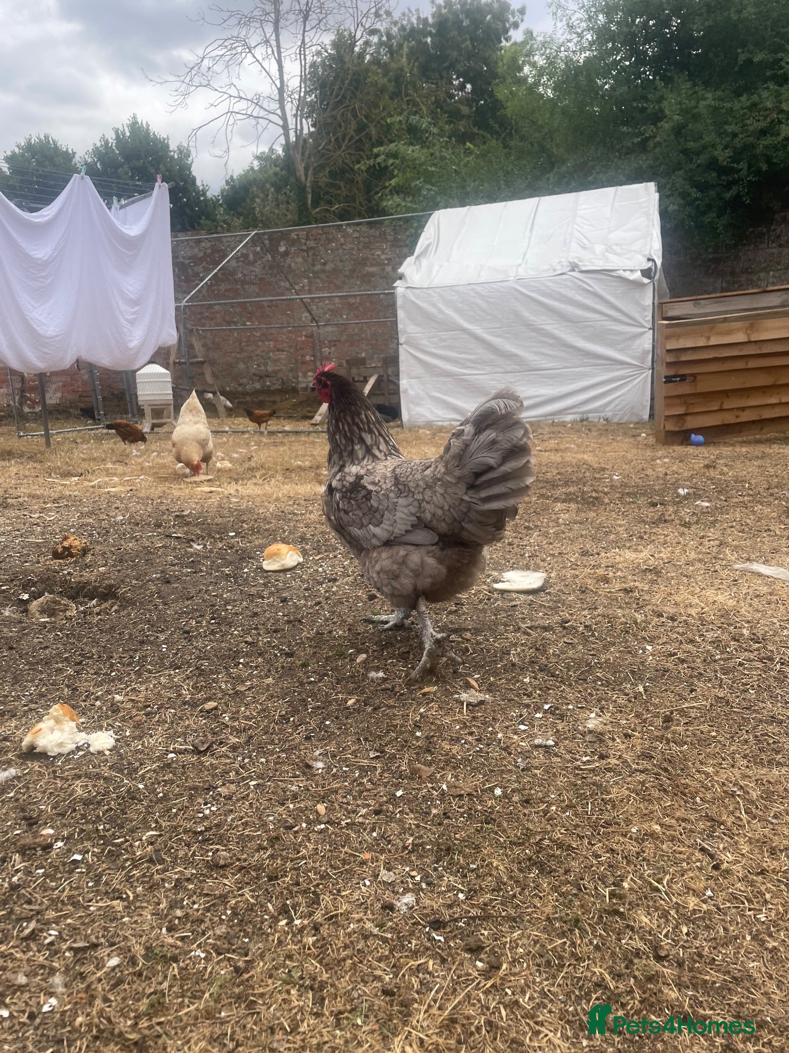 Chickens poultry Laying hen + other Chickens for Sale  - Advert 10