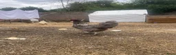 Chickens poultry for sale: Laying hen + other Chickens for Sale  - Advert 1
