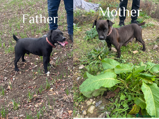 Patterdale Terrier dogs Patterdale terrier puppies - Advert 1