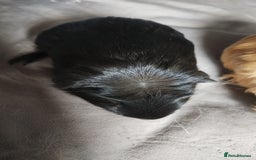 Guinea Pig rodents for sale: Pair of male guinea pigs so beautiful  - Image 3