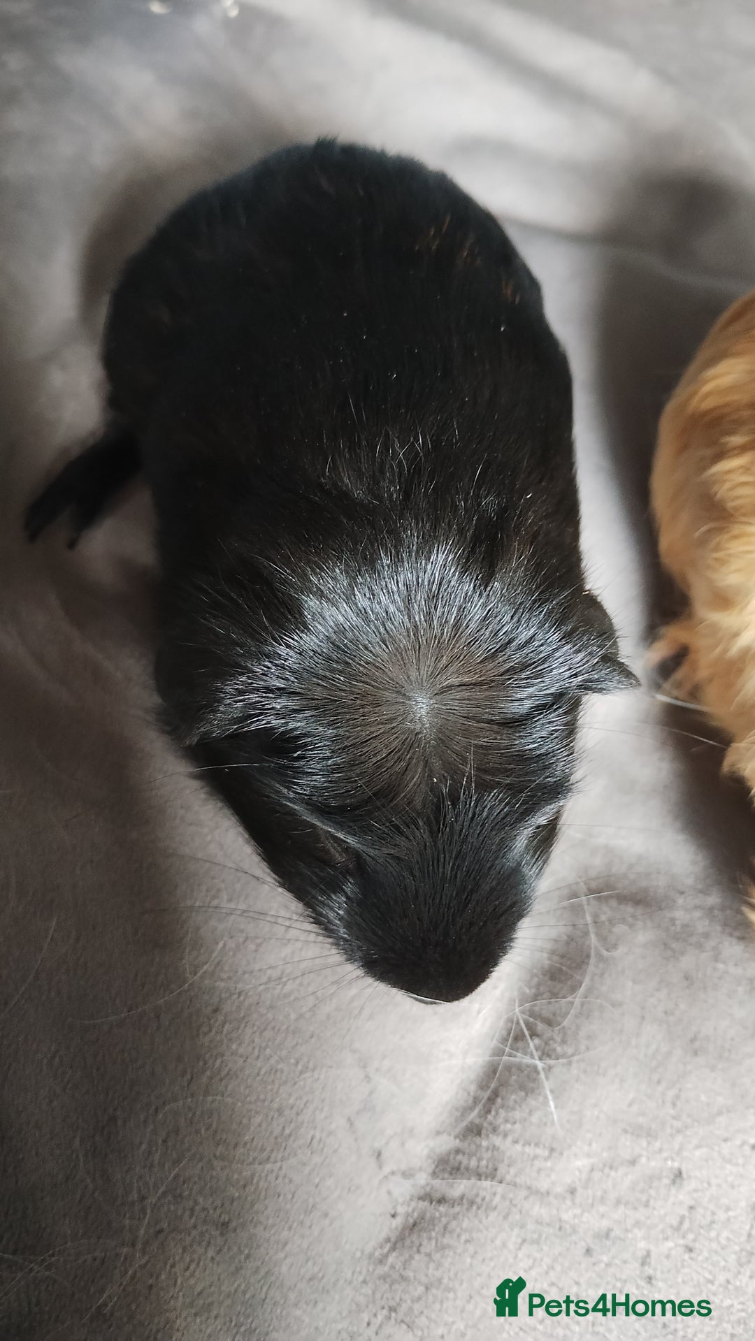 Guinea Pig rodents for sale: Pair of male guinea pigs so beautiful  - Image 3
