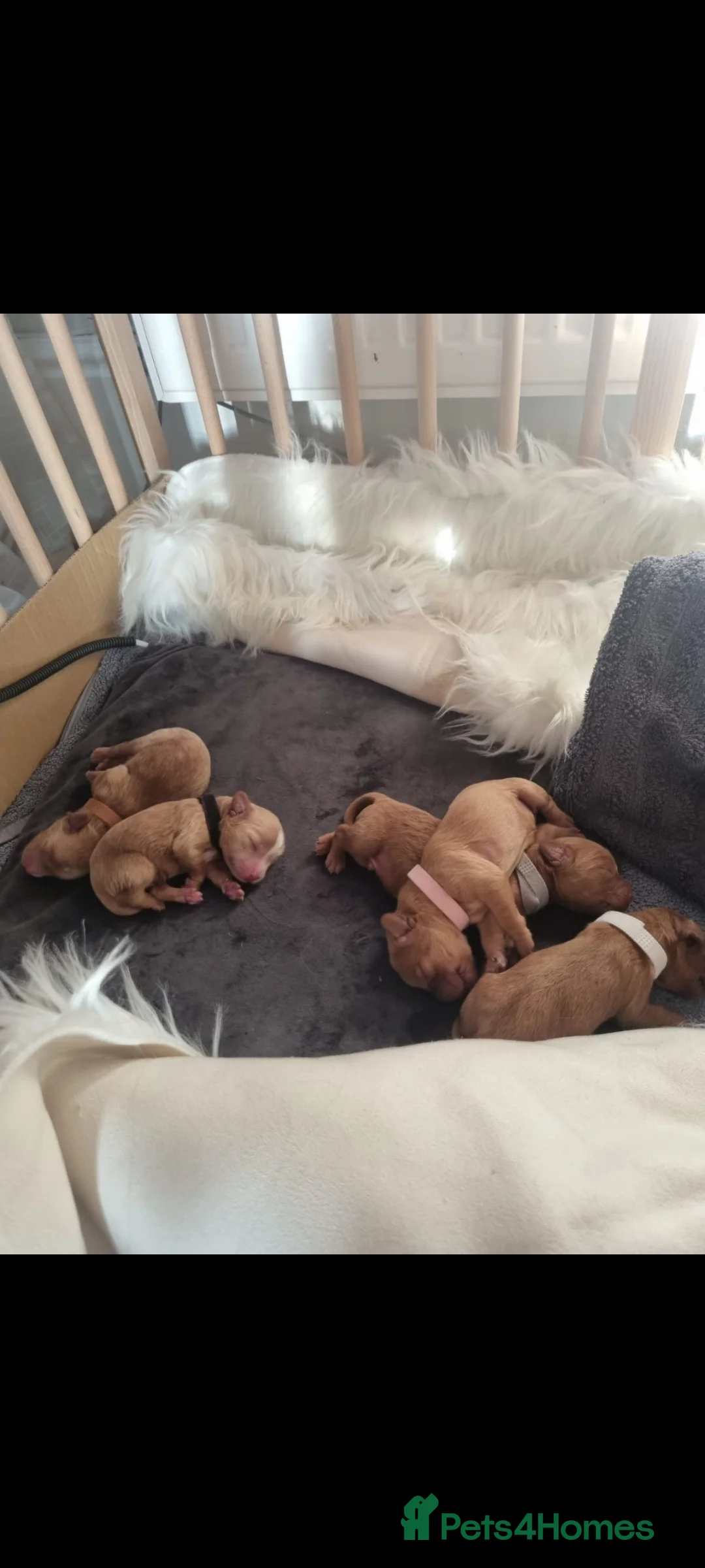 Cavapoo dogs for stud: Experienced, proven and health tested cavapoo stud in London - Advert 19