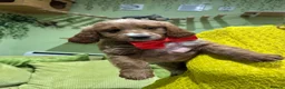 Goldendoodle dogs for sale: Golden doodles F2b L@@k reduced!!  - Advert 6