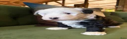 Sheepadoodle dogs for sale: Midi Size Sheepadoodles 20 kilos  - Advert 16