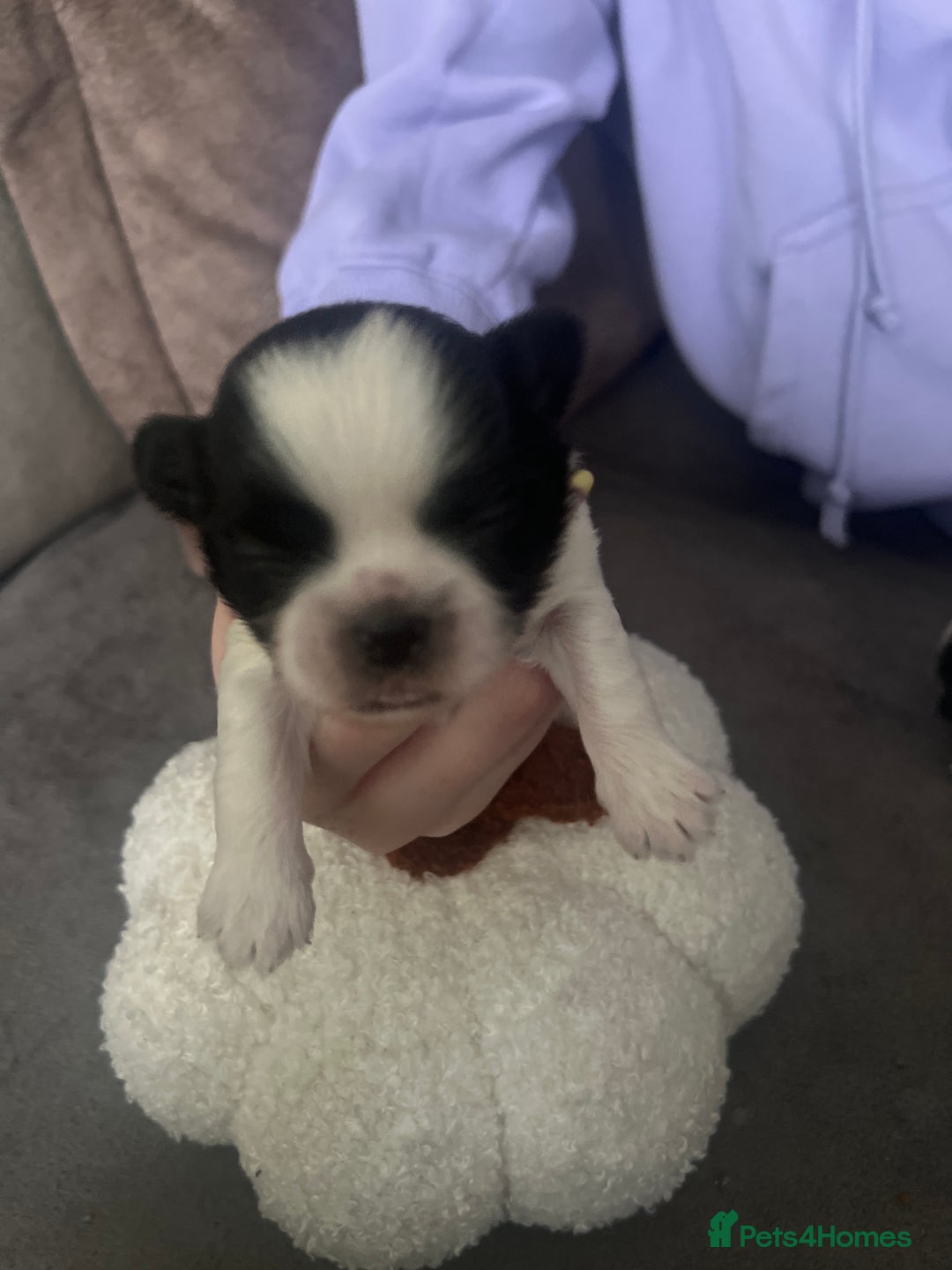 Shih Tzu dogs for sale: Shih tzu puppies  - Image 6