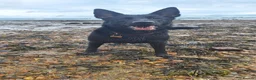 Belgian Shepherd Dog dogs for sale: Luna Belgian mali looking for forever home  - Advert 6