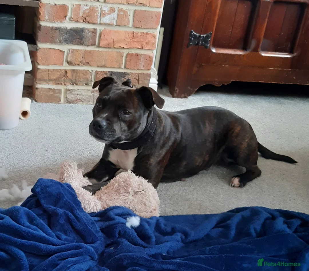 Staffordshire Bull Terrier dogs for sale: Miss piggy 7 year old female staffy  - Advert 2